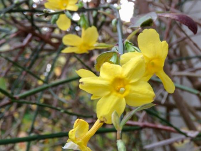 Forårsblomster