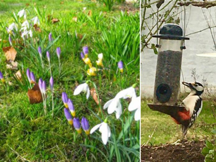 Forårsblomster og flagspætte