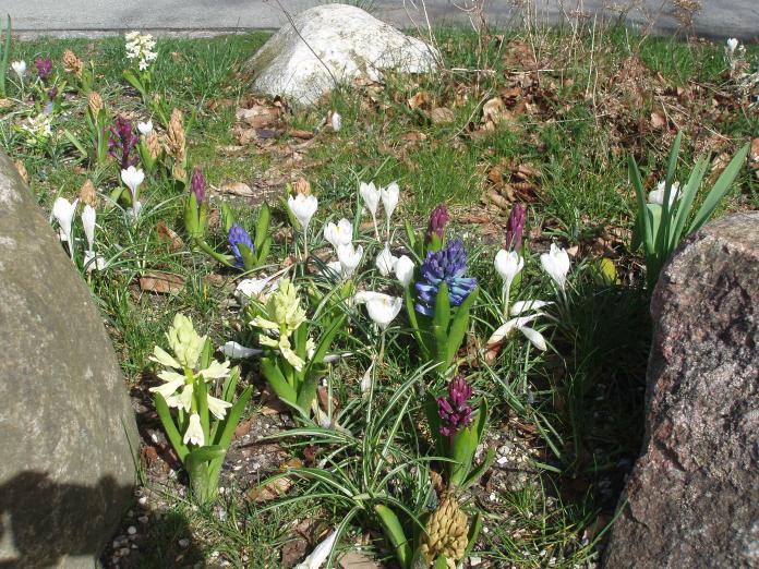 Forårsblomster