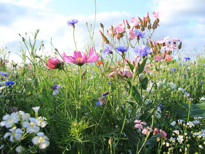 Blomster