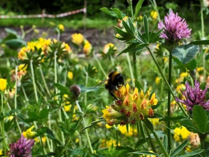 Blomster