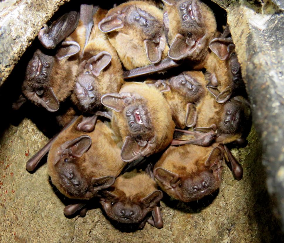 Flagermus